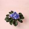 violeta-africana