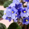violeta-africana-flor