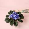 violeta-africana-planta