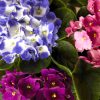 violeta-africana-tricolor-flores