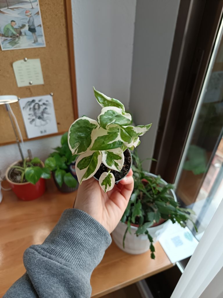 Imagen #2 de Isabella