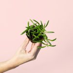 senecio-purple-flush-mini
