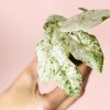 Alocasia Macrorrhiza Camuflaje Mini-hoja