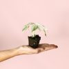 Alocasia Macrorrhiza Camuflaje Mini-planta