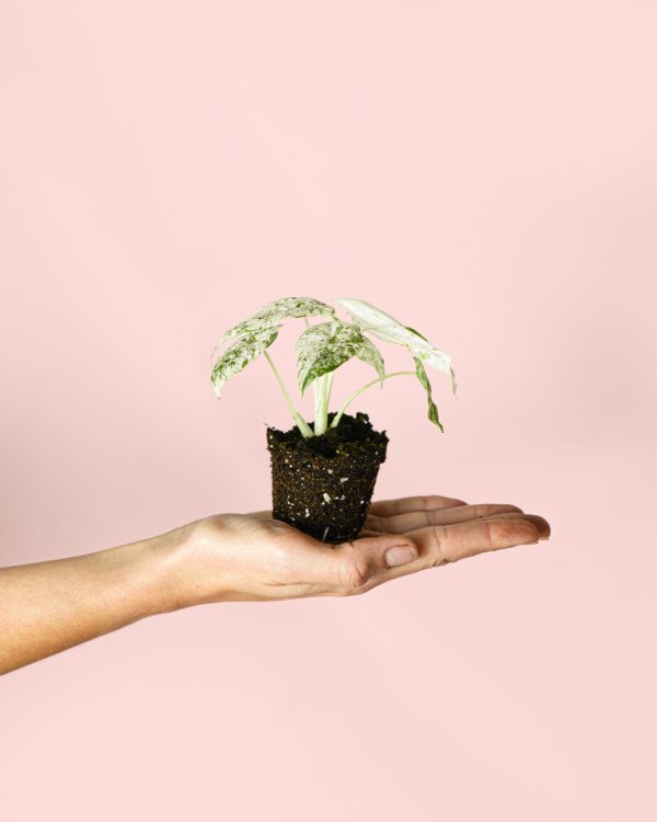 Alocasia Macrorrhiza Camuflaje Mini-planta