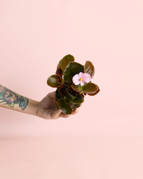 Begonia-Volumia Pin-k Semperflorens-mini