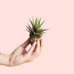 Haworthia fasciata Big Band Mini