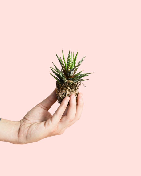 Haworthia fasciata Big Band Mini