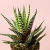 Haworthia fasciata Big Band Mini-hoja