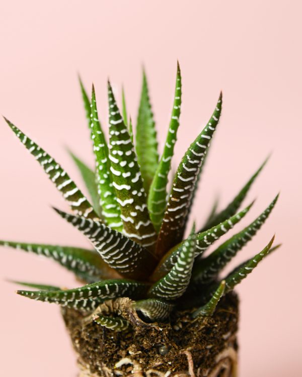 Haworthia fasciata Big Band Mini-hoja