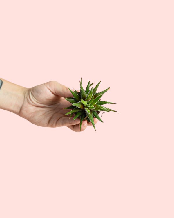 Haworthia fasciata Big Band-planta