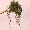 Solanum Evolvulifolium planta