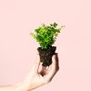 adiantum-raddianum-mini