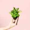 adiantum-raddianum-planta