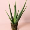 aloe-vera