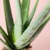 aloe-vera-hoja