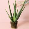 aloe-vera-planta