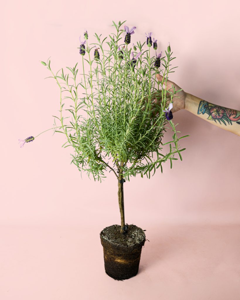 arbol-lavanda-lila