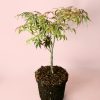 arce-palmatum-tricolor