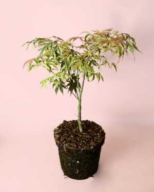 arce-palmatum-tricolor