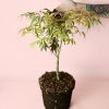 arce-palmatum-tricolor-arbol