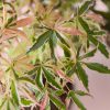 arce-palmatum-tricolor-hojas