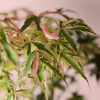 arce-palmatum-tricolor-hojas-detalle