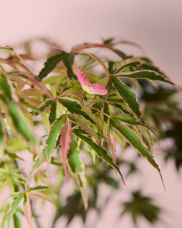 arce-palmatum-tricolor-hojas-detalle