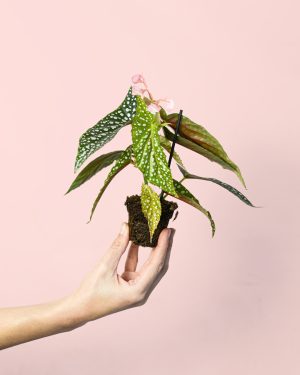 begonia-maculata-silverspot-mini