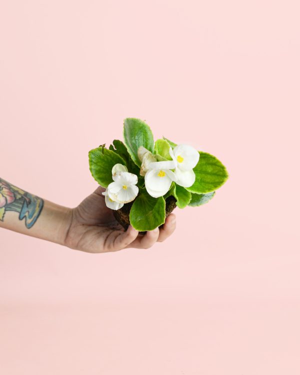 begonia-white