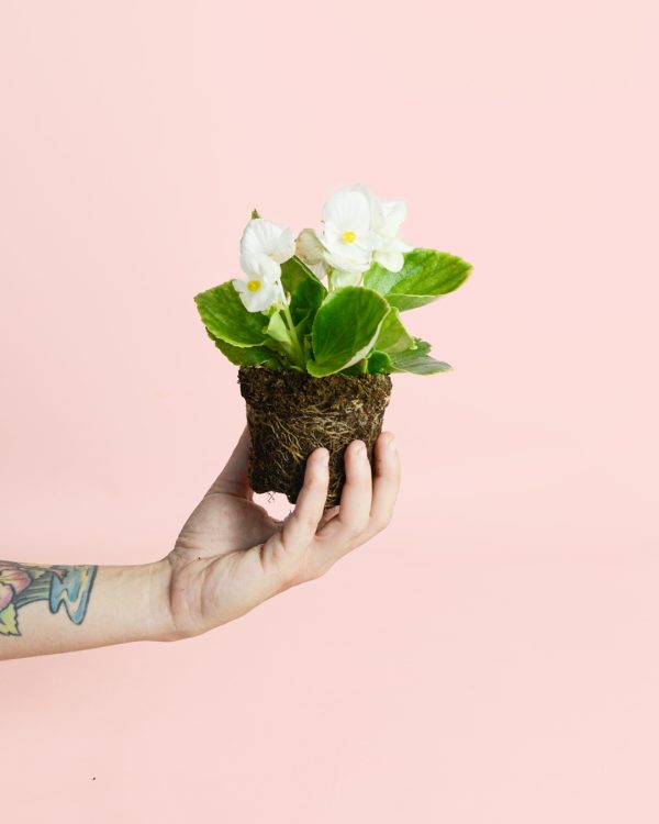 begonia-white-planta