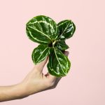 calathea-roseopicta-green