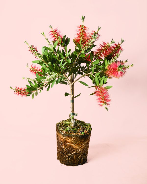 callistemon-citrinus