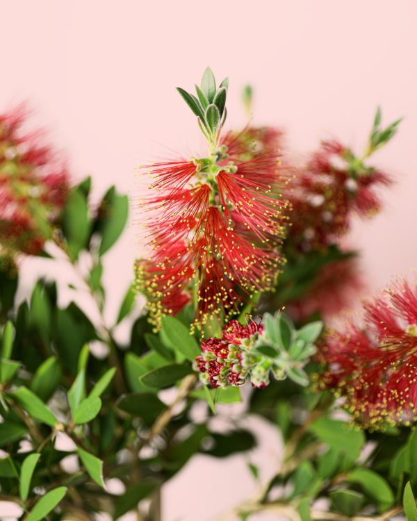 callistemon-citrinus-flor