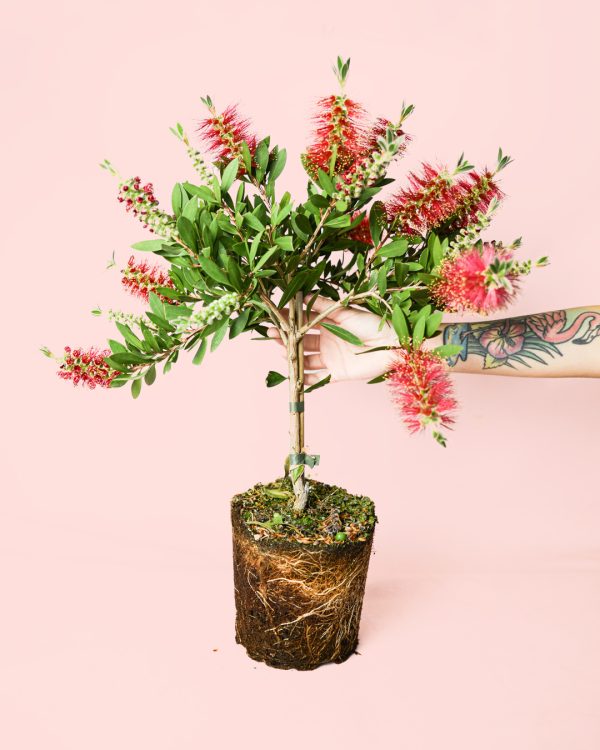 callistemon-citrinus-planta