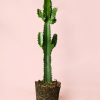 euphorbia-acrurensis