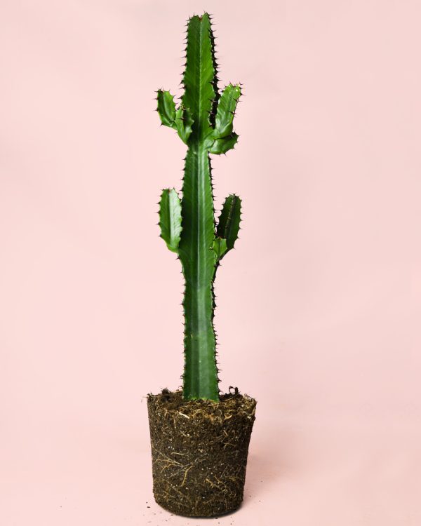 euphorbia-acrurensis