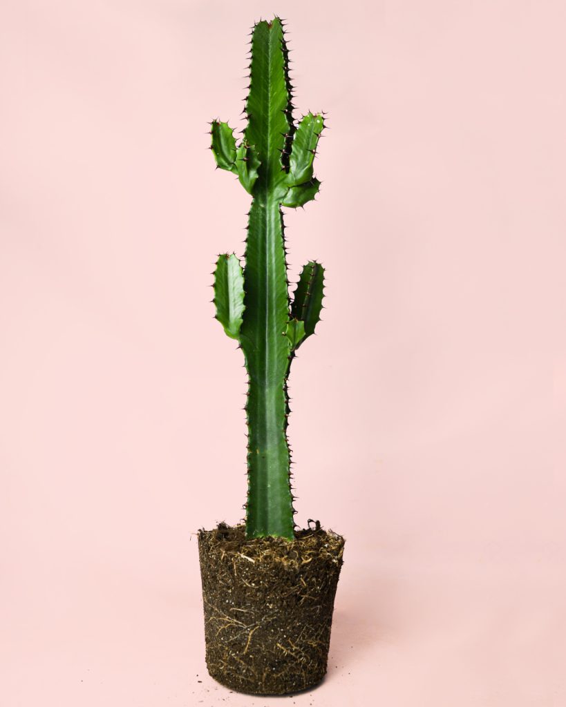 euphorbia-acrurensis