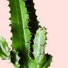 euphorbia-acrurensis-detalle