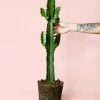 euphorbia-acrurensis-planta