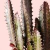euphorbia-trigona-rubra-detalle