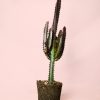 euphorbia-trigona-rubra-l
