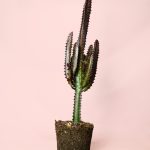 euphorbia-trigona-rubra-l