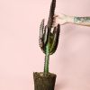 euphorbia-trigona-rubra-l-planta