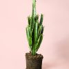 euphorbia-trigona-verde