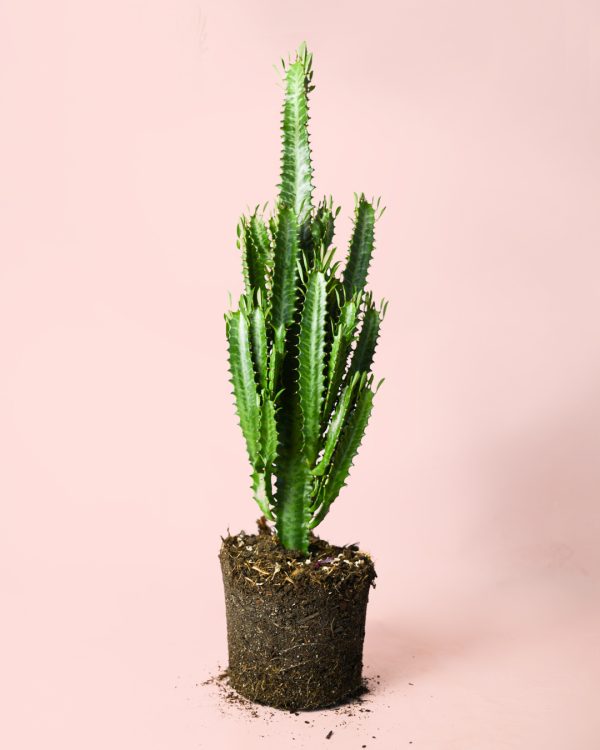 euphorbia-trigona-verde