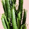 euphorbia-trigona-verde-detalle