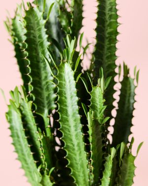 euphorbia-trigona-verde-detalle