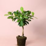 ficus-maya