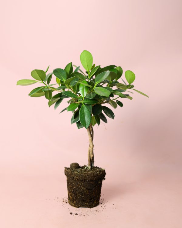 ficus-maya